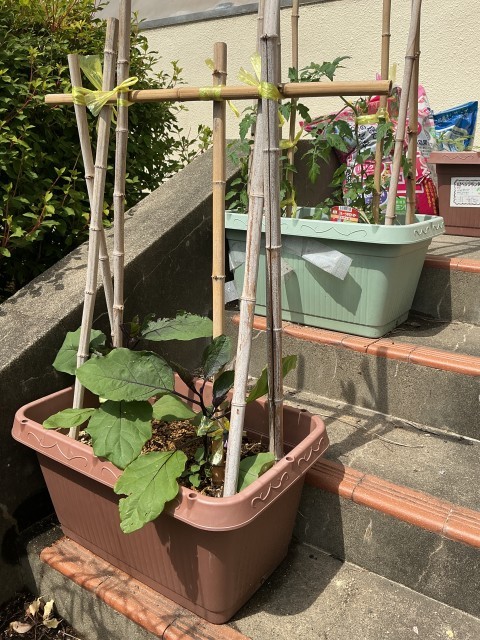 ボランティア部が育てている夏野菜