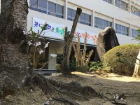 力強く咲く桜