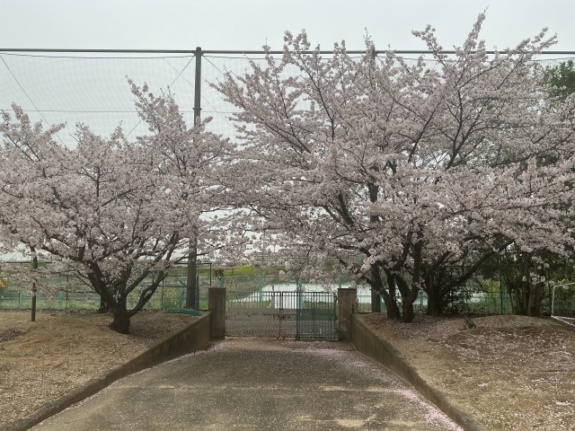 桜が満開