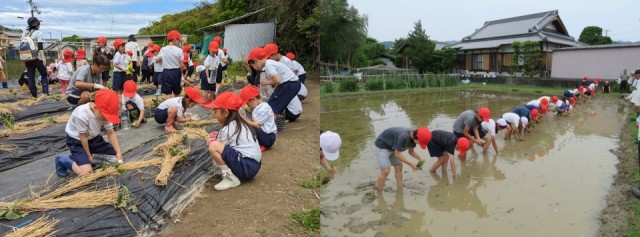 いもうえ・田植え.jpg