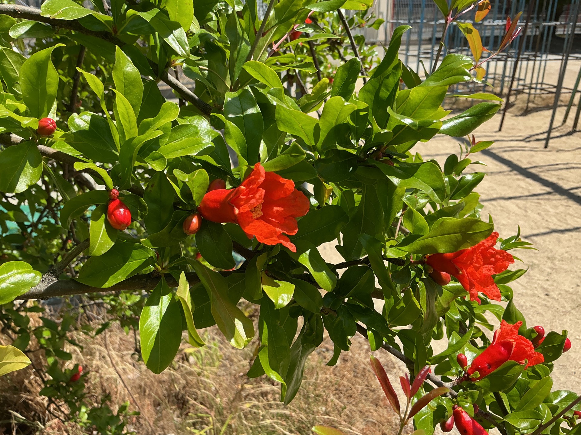 ザクロの花が咲きました